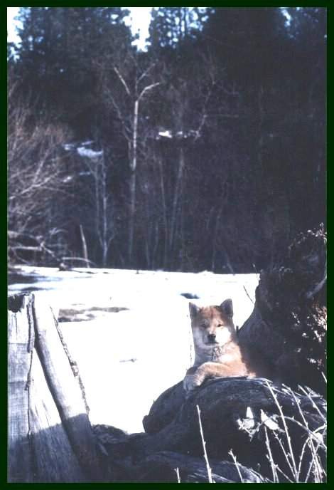 Pup in snow