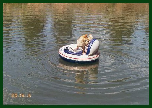 Shiba on the lake