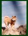 GP as a pup on a rock