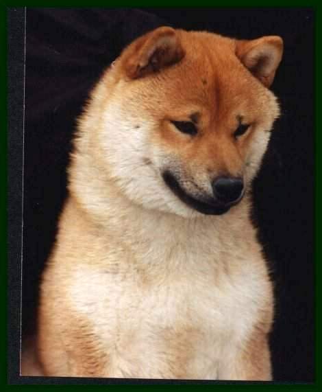 Ch. Foxtrot Status Symbol "Blake"