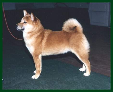 Ch. Reno Sakura`s Ever Clever "Dodger"