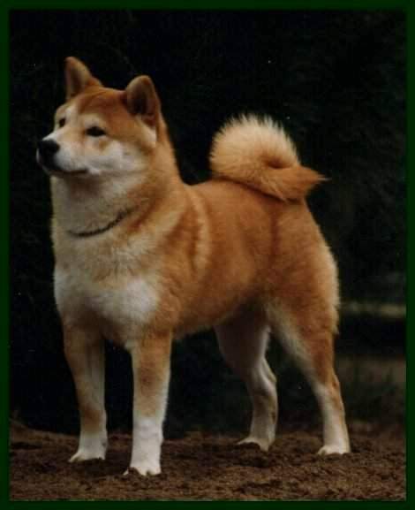 Ch. Reno Sakura Kuriakos Kuon "Kuon"