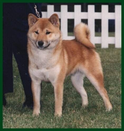 Ch. Mokelumne`s Xochi of Ranchlake ROM "Xochi"