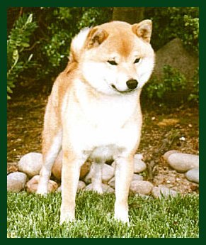 Reno Sakura Mokelumnes Kaeru "Kaeru"