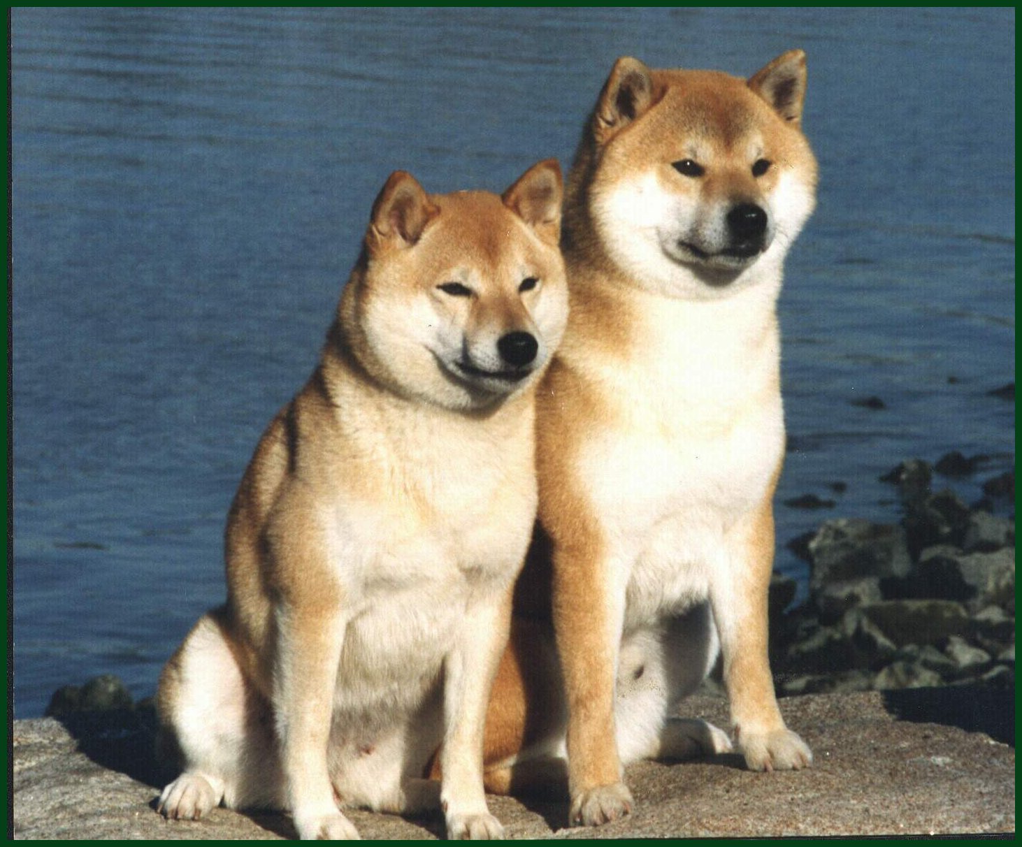 G. P. & CH. Windcastle`s Rising Sun "Kobe"