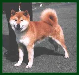 Haguronokoujishi Go Chuuou Hagurosow