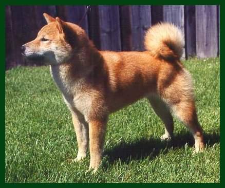 Mokelumnes Vixen Reno Sakura  "Vixen"