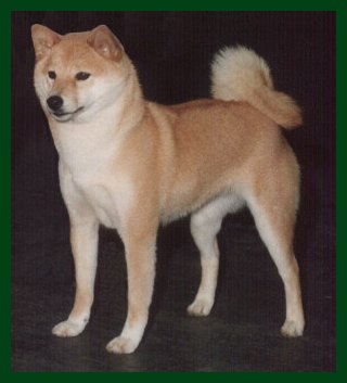 Ch. Mokelumne Keiko Of Gold MTN "Keiko"