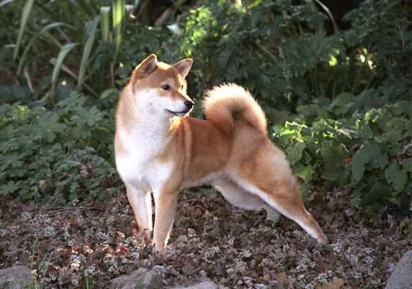 kotan