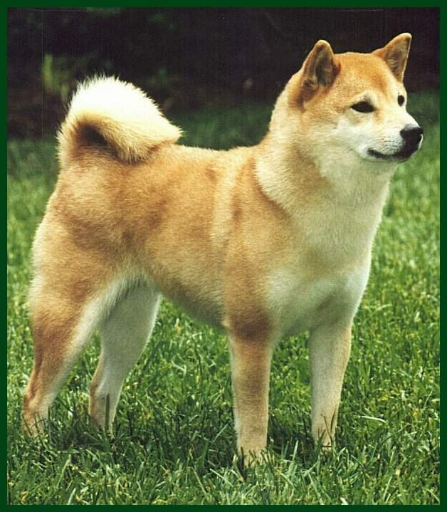 DK. & AM. Ch. Reno Sakura Mitsuhime "Mitsu"