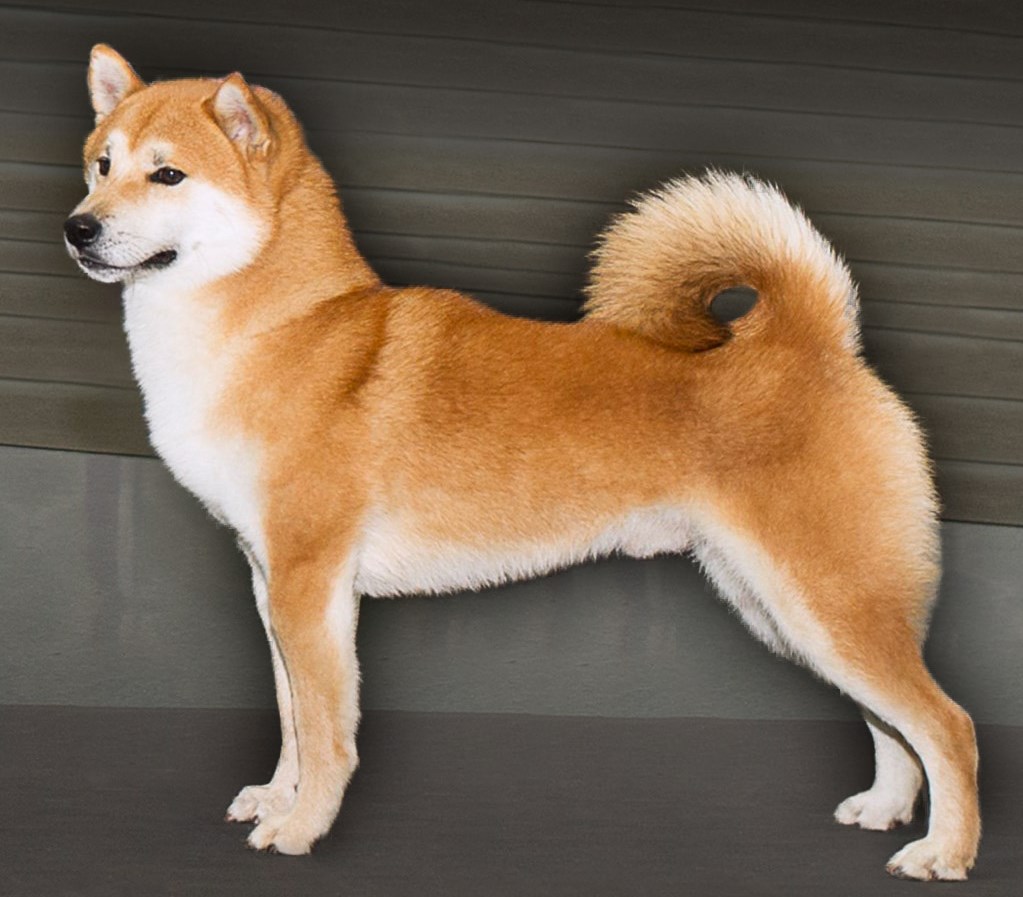 rex