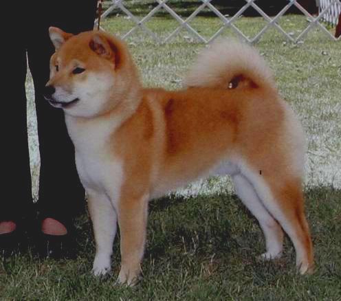 toshi